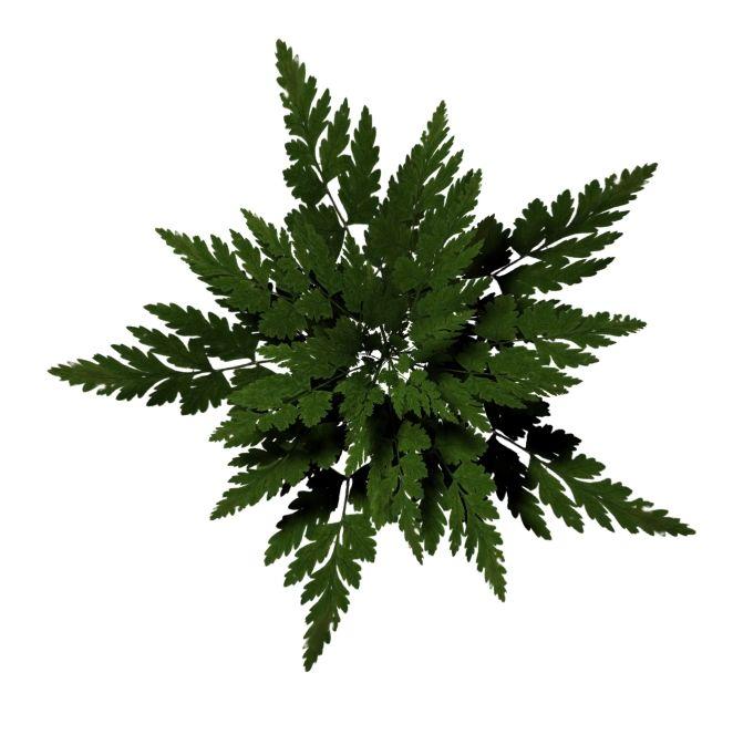 fern-farn