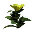 blume6 blume6