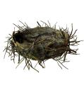 vogelnest